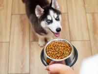 Une femme donne une gamelle de croquettes à un chiot Husky