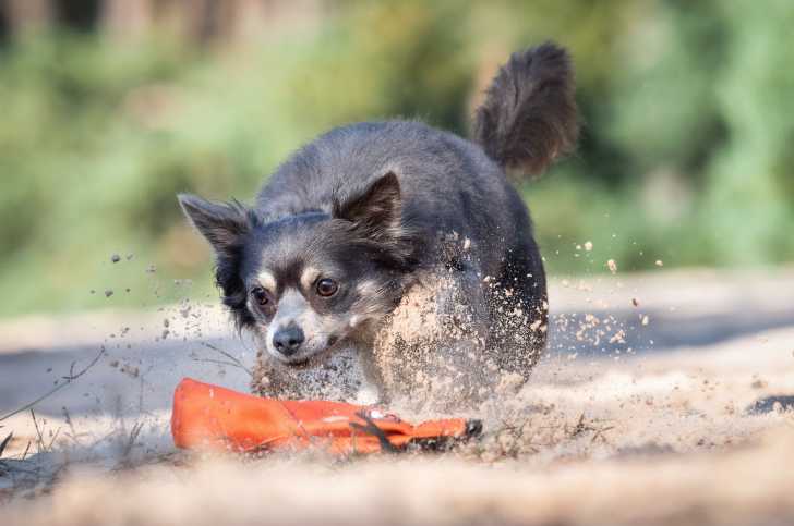 Vider Les Glandes Anales D Un Chien Pourquoi Et Comment S Y Prendre