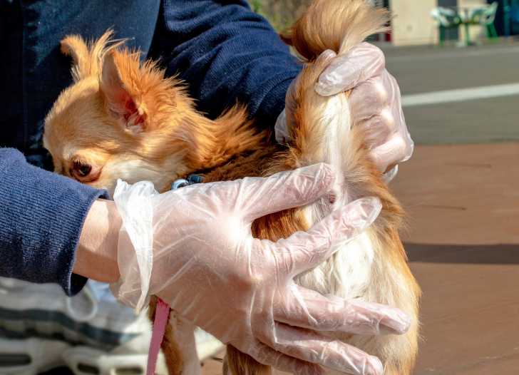 Vider Les Glandes Anales D Un Chien Pourquoi Et Comment S Y Prendre