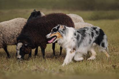 Canicule : les chiens tolérés au Canadien Tire de Drummondville - L'Express