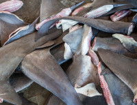Une pile d'ailerons de requins