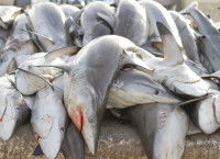 Une pile de requins ayant &eacute;t&eacute; p&ecirc;ch&eacute;s