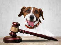 Un chien devant un maillet de justice