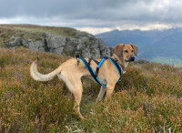 Un chien Royal Bourbon sur une falaise &agrave; La R&eacute;union