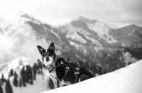 L’histoire des chiens d’avalanche