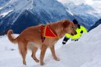 Les chiens de secours en montagne aujourd’hui