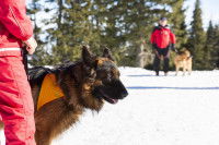 Le déroulement d’un sauvetage par un chien de recherche d’avalanche