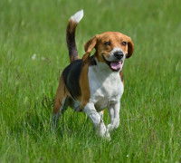 Un Beagle court dans un jardin