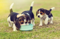 Trois chiots Beagle mangent dans une gamelle