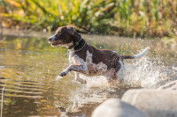 Un chien de chasse court dans un lac
