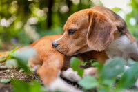 Un chien se lèche la patte arrière après une blessure