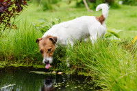 Un Fox Terrier en train de boire dans de l'eau stagnante