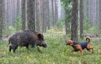 Un chien de chasse aboie pendant un affrontement avec un sanglier