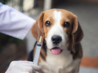 Un vétérinaire s'apprête à faire un vaccin à un chien de chasse