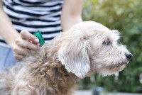 Un maître applique une pipette spot-on sur son chien
