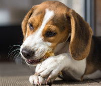 Un Beagle en train de manger un os