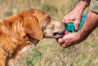 Un chasseur donne à boire à son chien