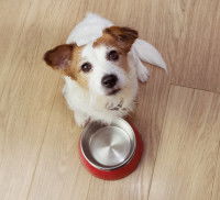 Un chien attend devant sa gamelle vide