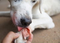 Chien blanc ayant une plaie à la patte gauche