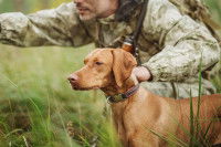 Un chasseur en train de coacher son chien de chasse