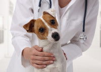 Un vétérinaire tient un chien dans ses bras