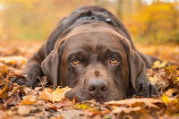 Un Labrador Retriever allongé dans les feuilles d'automne