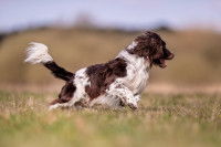 Un chien de chasse court dans un champ