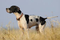 Un chien d'arrêt noir et blanc