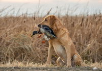Un Labrador tient un canard mort dans sa gueule