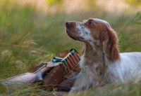 Les différents types de chiens de chasse