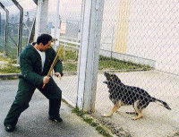 Le dressage pour devenir un chien de garde