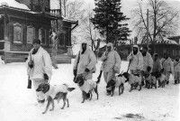 Une photo d'une unité soviétique de chiens anti-chars pendant la Seconde Guerre mondiale