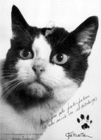 Félicette une chatte qui a été envoyer dans l'espace