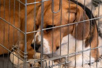 Un gros chien en cage