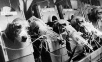 Plusieurs chiens en train de subir des mauvais traitements des humains