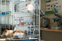 Un chat de laboratoire couché dans sa cage