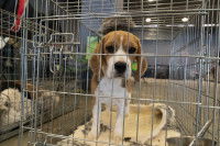 Un petit chien triste dans sa cage