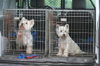 Deux chiens blancs à l'arrière d'une camionnette