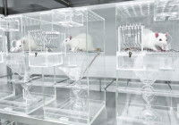 Des rats de laboratoire dans des cages en plexiglas