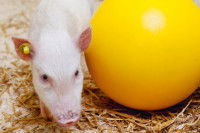 Un cochon reniflant du foin