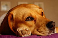 Un chien en train de se reposer