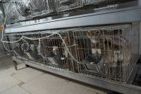 Des lapins de laboratoire