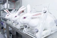Des lapins albinos en laboratoire