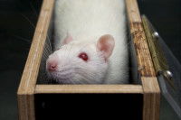 Une souris albinos dans un petit coffre en bois