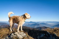 Un chien perché sur un rocher en haut d'une montagne