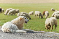 Un gros chien de montagne blanc surveille un troupeau de moutons