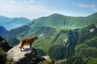 Un chien sur un rocher au sommet de montagnes verdoyantes
