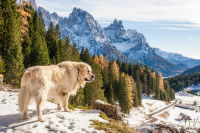 Un Patou dans un paysage de montagnes enneigées et près d'une forêt de saping