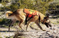 L’entraînement du chien de recherche et de sauvetage