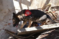 L'histoire des chiens de recherche et de sauvetage